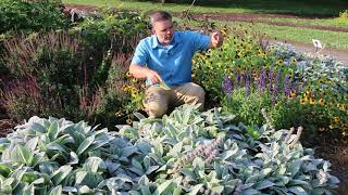 Lambs ear Stachys byzantina  Plant Identification [upl. by Giesser]