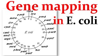 Gene mapping in Ecoli [upl. by Gabrielson]