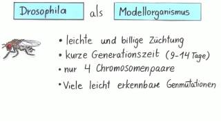 Die Fruchtfliege Drosophila als Modellorganismus für Kreuzungsversuche  Biologie  Genetik [upl. by Abram472]