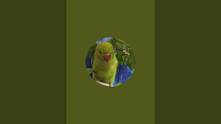 CUTE PARROT  Bhutku and Chutku is live [upl. by Etana982]