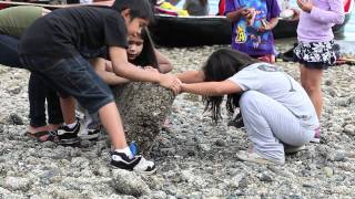 Tribal Canoe Journey and Science Connect in Salish Sea [upl. by Landsman]