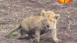 Lioness with cubs [upl. by Lodhia]