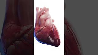 Cardiac Tamponade  when your heart really breaks anatomy meded 3dmodel [upl. by Elyc]