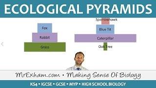 Ecology  Pyramids of Number and Biomass  GCSE Biology 91 [upl. by Airotna]