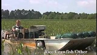 Crawfish Aquaculture in the South [upl. by Youngran535]