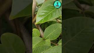 नाग सांप जो की पेड़ मे चढ़ा था animallover snake cobra cobra snakelife nature cobrasnake [upl. by Ietta334]