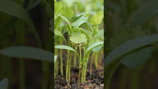 Growing Coriander from Seed to Harvest Cilantro [upl. by Raman]