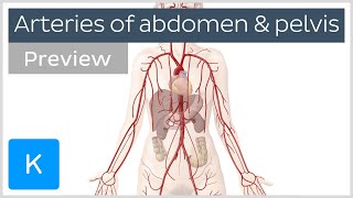 Arteries of the abdomen and pelvis preview  Human Anatomy  Kenhub [upl. by Lennahc477]