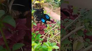 Rose plants organic fertilizer for plants shortvideo [upl. by Margarita]