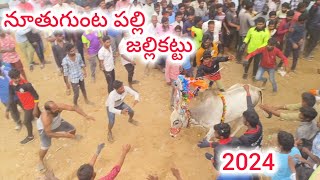 Nuthugunta Palli jallikattu 2024 [upl. by Imoan588]