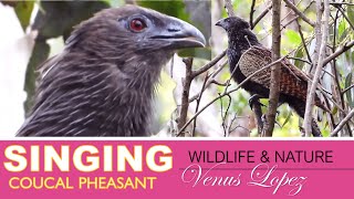 🐦🎵 Coucal Pheasant Singing Part 2 Birding Australia by Venus Lopez [upl. by Eened675]