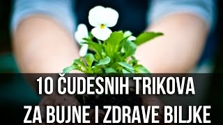 Neverovatni trikovi za bujno i zdravo cveće Čudo od rastvora za biljke [upl. by Bank]