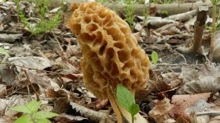 How To Grow Morel Mushrooms [upl. by Llerrut434]