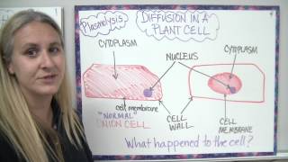 Diffusion through a membrane lab [upl. by Saunder433]