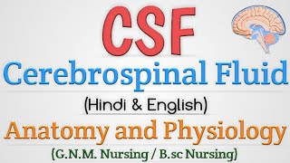 CSF  Cerebrospinal Fluid Anatomy and Physiology In Hindi [upl. by Hadik763]