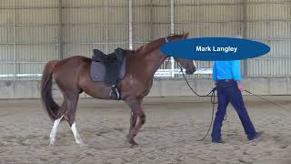 Do you know why a horse rears Mark Langley explains [upl. by Ytirahc560]