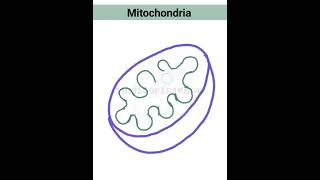 how to draw mitochondria mitochondria diagram [upl. by Anirtep]