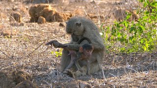 Yellow Baboon Grooming [upl. by Hathaway206]