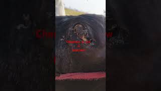 veterinary cow Chemosis in cow ampInfection veternarian eyesinfection indian treatment [upl. by Tomkiel288]