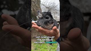 3 aspectos positivos de las chinchillas como mascotas [upl. by Kiehl]