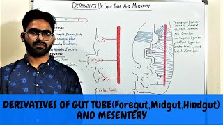 DERIVATIVES OF GUT TUBE AND MESENTARY  GIT EMBRYOLOGY 3 [upl. by Etnomal221]