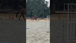 TYSM FOR 1K horse equestrian ottb racehorse horseriding subscribe 1ksubscribers [upl. by Llerrud]