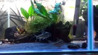 Corydoras Axelrodi spawning [upl. by Namlas]