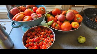 Over wintering tomatoes amp tomatillo in place [upl. by Butch]