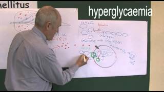 Diabetes 4 Type one and type two pathophysiology [upl. by Ahsilrak]