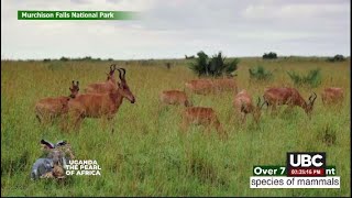 MURCHISON FALLS NATIONAL PARK I APRIL 25 2024 [upl. by Leirud]