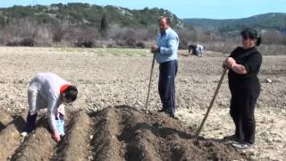 ΠΑΡΑΔΟΣΙΑΚΟ ΦΥΤΕΜΑ ΠΑΤΑΤΑΣ ΚΑΡΥΑ ΛΕΥΚΑΔΑΣ 4 3 2012 [upl. by Marissa]