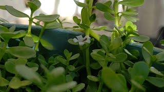 Bacopa Monnieri Brahmi Papait Growing from Cuttings [upl. by Saint241]