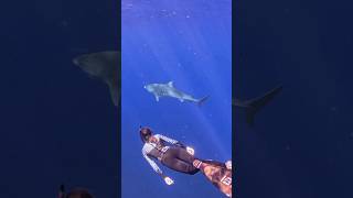 Shark Diving in Hawaii🦈🤩 savsharks sharktours ecotourism hawaii a [upl. by Nonie]