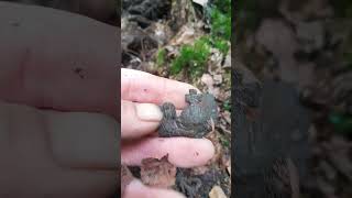 ww1 german pickelhaube eagle excavation xp deus digging german bunker ww1 trash [upl. by Resa241]