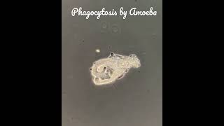 Nutrition in Amoeba by phagocytosisAmoeba engulfs the food by pseudopodiaThis is holozoic method [upl. by Cavallaro751]