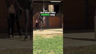 Watch This Stallions Behavior [upl. by Gnaht]