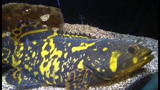 タマカイ Giant grouper Epinephelus lanceolatus [upl. by Nodnarbal880]