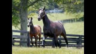 Zenyatta and her little miracle foal [upl. by Ricca260]