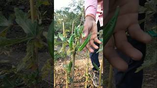 fresh ladyfinger nature farming okra shorts [upl. by Arick]