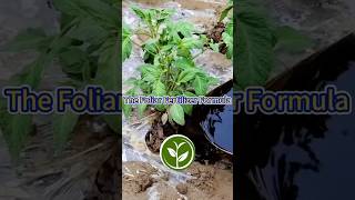 The Foliar Fertilizer Formula shortvideo garden howto youtubeshorts viralvideo agriculture [upl. by Knarf]