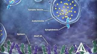 US WorldMeds  Mechanism of Action [upl. by Faria]