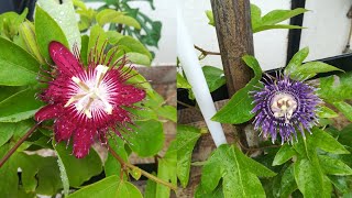 कृष्ण कमल या राखी बेल की देखभाल कैसे करें  Passion flower  Krishna kamal flower gardening plants [upl. by Orecul]