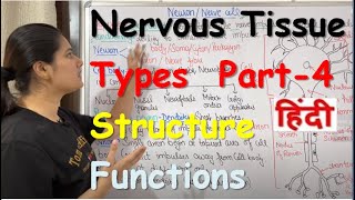 Nervous Tissue in Hindi  Part4  Neuron  Types  Structure  Functions [upl. by Heymann890]