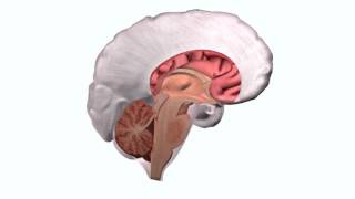 Dura and meninges [upl. by Buffy]