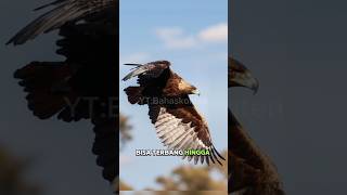 Burung terbang paling tinggi di duniasekaligus burung terbesar di 🌍 😱😱‼️ burung viral shorts [upl. by Barron754]