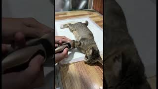 how to spaying female cat [upl. by Larrie]