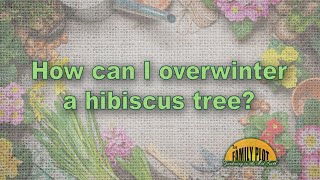 How can I overwinter my hibiscus tree [upl. by Eidarb]