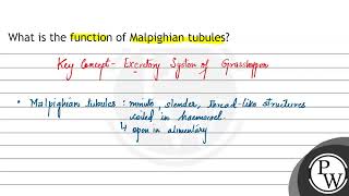 What is the function of Malpighian tubules [upl. by Donata786]