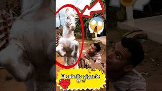 CABALLO GIGANTE 🐎 GIGANTE🤯😳😱 viral youtubeshorts shortvideo comedy love shorts [upl. by Naujaj732]