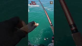 Así se pesca cabrilla desde altura con señuelo pesca fishing fish [upl. by Navada]